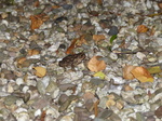 FZ019984 Common toad (Bufo bufo).jpg
